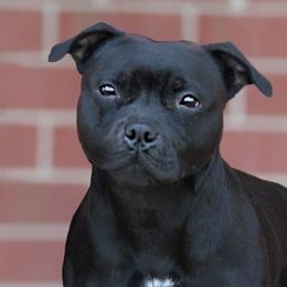 Staffordshire Bull Terriers from Nocturne Staffords