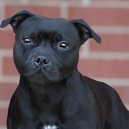 Staffordshire Bull Terriers from Nocturne Staffords