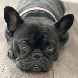 French Bulldogs from Boro Frenchies