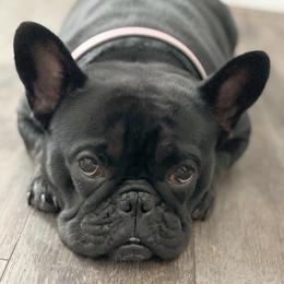 French Bulldogs from Boro Frenchies