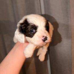 Lynx - Sable male Cavapoo puppy in Hickory, North Carolina from Homegrown Spaniels