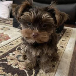 Yorkshire Terrier All Grown Up from Waggin Buddies Litter