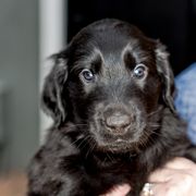 Boy 2 Dash - Black Flat-Coated Retriever puppy in Petaluma, California from Quail Run Flat-Coated Retrievers
