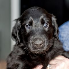 Boy 2 Dash - Black Flat-Coated Retriever puppy in Petaluma, California from Quail Run Flat-Coated Retrievers