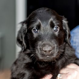 Boy 2 Dash - Black Flat-Coated Retriever puppy in Petaluma, California from Quail Run Flat-Coated Retrievers