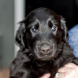 Boy 2 Dash - Black Flat-Coated Retriever puppy in Petaluma, California from Quail Run Flat-Coated Retrievers