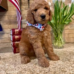 George - Apricot male Goldendoodle puppy in De Land, Florida from Rezapour Doodle Estate