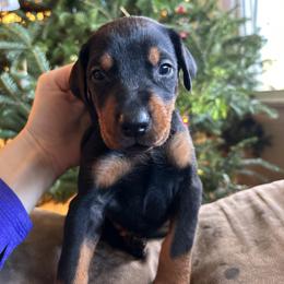 Doberman Pinscher Puppies from Sky’s Dobermans