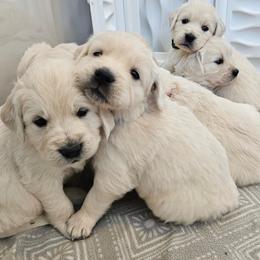 Golden Retriever Puppies from Sweetwater Goldens