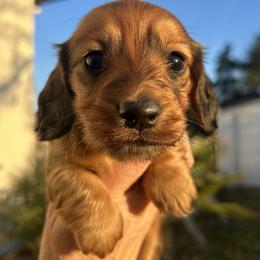 Dachshund Puppies from Long_and_Low_Dachshunds