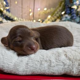 Auggie - Chocolate and cream female Dachshund puppy in Fayetteville, West Virginia from Loop Creek Dachshunds