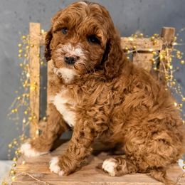 Blue - Red male Australian Labradoodle puppy in Auburn, Washington from West Valley Labradoodles