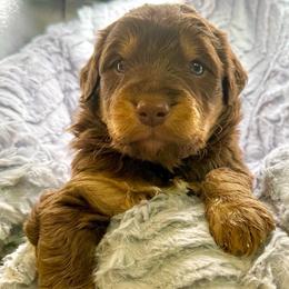 Rocky - Chocolate male Assorted Doodle Crosses puppy in Waco, Georgia from Huff Family Doxies & Doodles