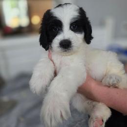 Luna - Black and white female Bernedoodle puppy in Malden, Illinois from Doting Doodles