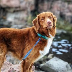 Nova Scotia Duck Tolling Retrievers from Sub-Zero Tollers