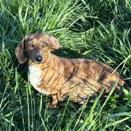 Baby - Dachshund