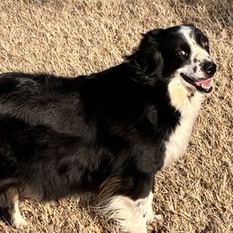 Betty  - Miniature American Shepherd