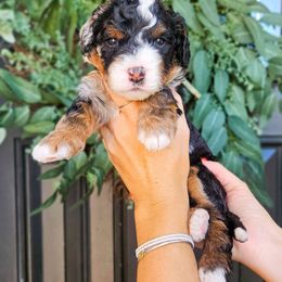 Ziggy - Merle male Bernedoodle puppy in Moses Lake, Washington from Macy Meadows Doodles