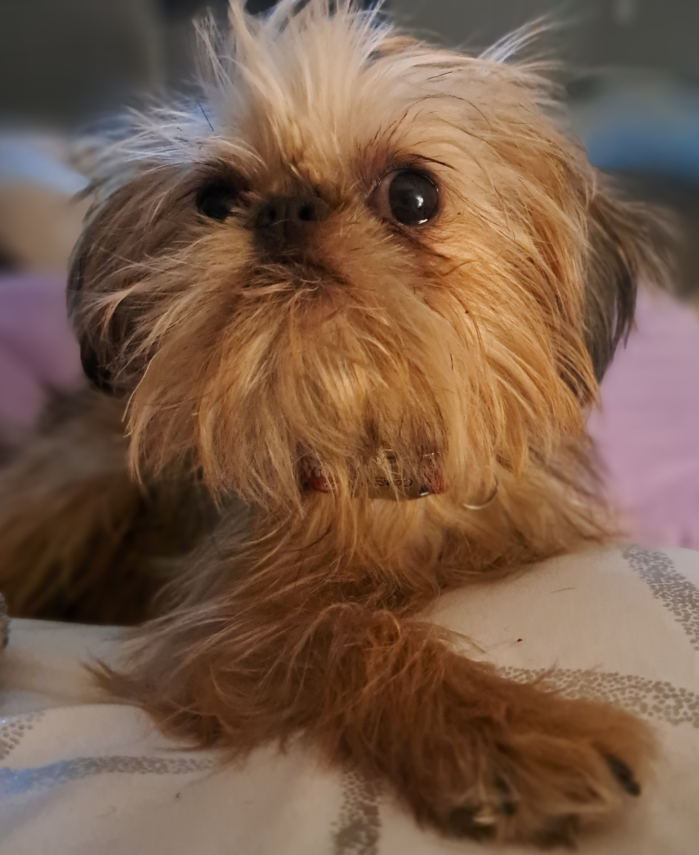 Honey - Brussels Griffon