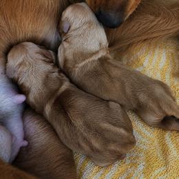 Golden Retriever puppies from Nina's Golden hour