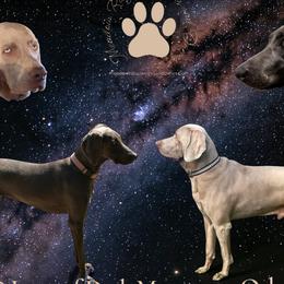 Weimaraner puppies from Meadow Ridge Weims and Danes