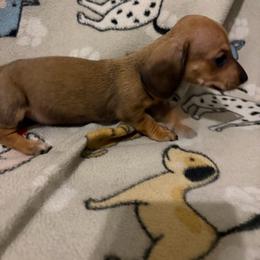 Triss - Red female Dachshund puppy in Conroe, Texas from Dots Dachshunds