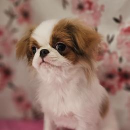 Japanese Chin Puppies from Windhaven Japanese Chin