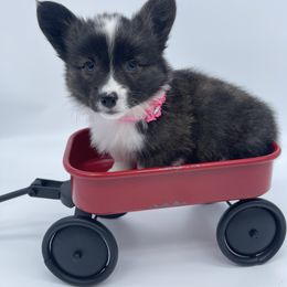 American Corgi and Pembroke Welsh Corgi Puppies from Serendipity Corgi's