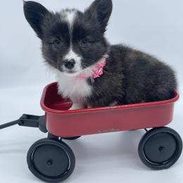 American Corgi and Pembroke Welsh Corgi Puppies from Serendipity Corgi's