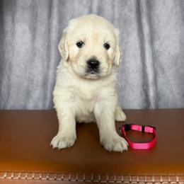 Female Pick 3 - Light golden female Golden Retriever puppy in Piedmont, South Carolina from The Farm at Saluda Ridge