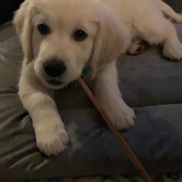 Golden Retriever Puppies from Gilded Golden retrievers