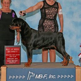 Lady - Rottweiler