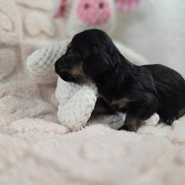 Bam-bam - Black and tan male Dachshund puppy in Nine Mile Falls, Washington from River Run Doxies