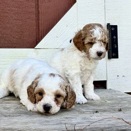 Poodle Puppies from Poodles of Tampa Bay
