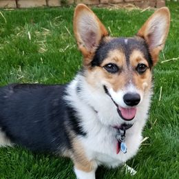 Ariel - American Corgi