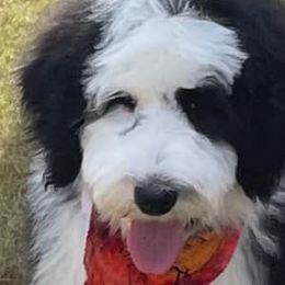 Sheepadoodles from Belle’s Sheepadoodles