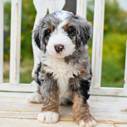 Aussiedoodle, Bernedoodle, Goldendoodle, and Irish Doodle Puppies from Sun Valley Goldendoodles