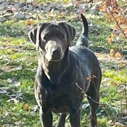 Ashlyn - Black female Labrador Retriever puppy in Worland, Wyoming from Wind River Labrador’s