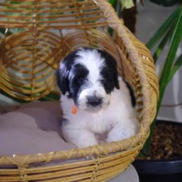 Prancer - Black and white male Aussiedoodle puppy in Pomona, California from Socal Aussiedoodles