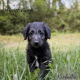 Wyatt Earp (Mini Size) - White and black male Bordoodle puppy in Mulino, Oregon from Korbella Farm