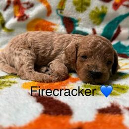 Firecracker - Apricot male Poodle puppy in Greensburg, Kentucky from Doodle Me Crazy