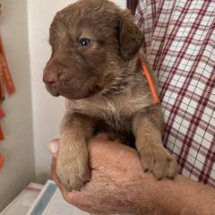 Orange collar - Dark deadgrass male Chesapeake Bay Retriever puppy in North Port, Florida from Whispering Oak Chesapeakes