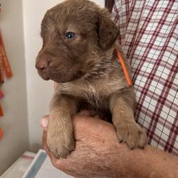 Orange collar - Dark deadgrass male Chesapeake Bay Retriever puppy in North Port, Florida from Whispering Oak Chesapeakes