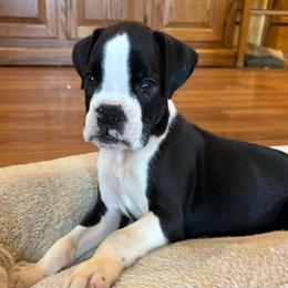 Tony - Brindle male Boxer puppy in Humboldt, Nebraska from Keims Royal Boxers