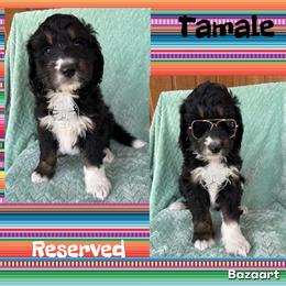 Tamale - Tri-color male Bernedoodle puppy in Godwin, North Carolina from Farm Sweet Farm Doodles