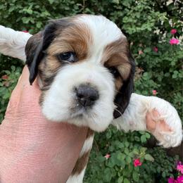 Sable - Sable and white female Cocker Spaniel puppy in Soddy Daisy, Tennessee from Kaleidoscopic Creations