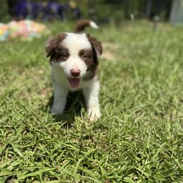 Sampson - Red male Border Collie puppy in Erwin, North Carolina from Herd That Farms