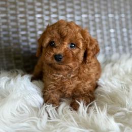 Romeo - Red male Cavapoo puppy in Hardin, Texas from Oodlesoflildoodles