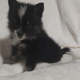 Pomsky Puppies from Puppy Pack