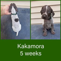 Kakamora - Liver roan male German Shorthaired Pointer puppy in Marshfield, Missouri from Pebblebrook German Shorthaired Pointers